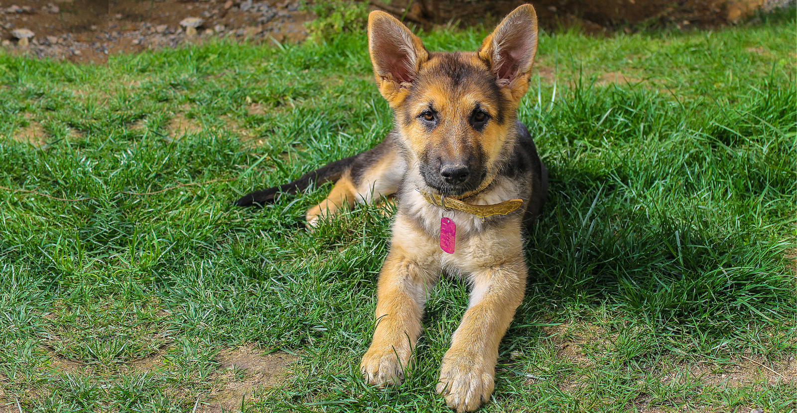 At what age do german hot sale shepherd puppies ears stand up